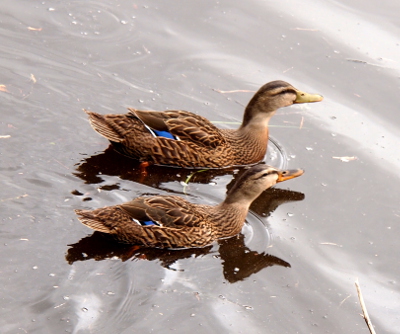 [A male and female duckling swim side-by-side with the female closer to the camera. Their coloring is similar with the main difference being bill color. The male is yellowish while the female's is orange with some black in it. Both have a patch of blue visible in their wing area.]